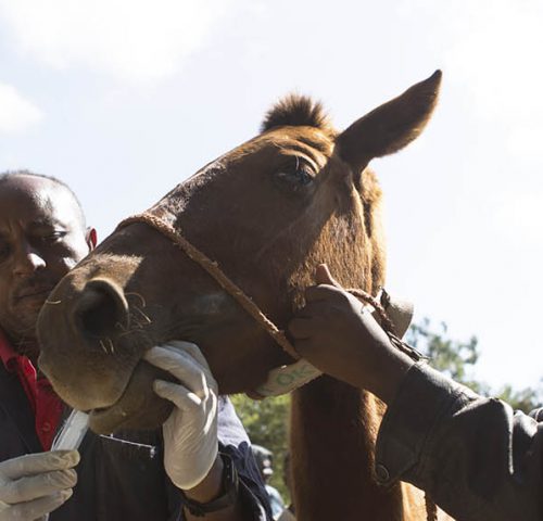 Horse being treated by SPANA vet