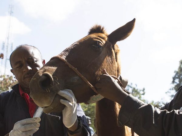 Horse being treated by SPANA vet