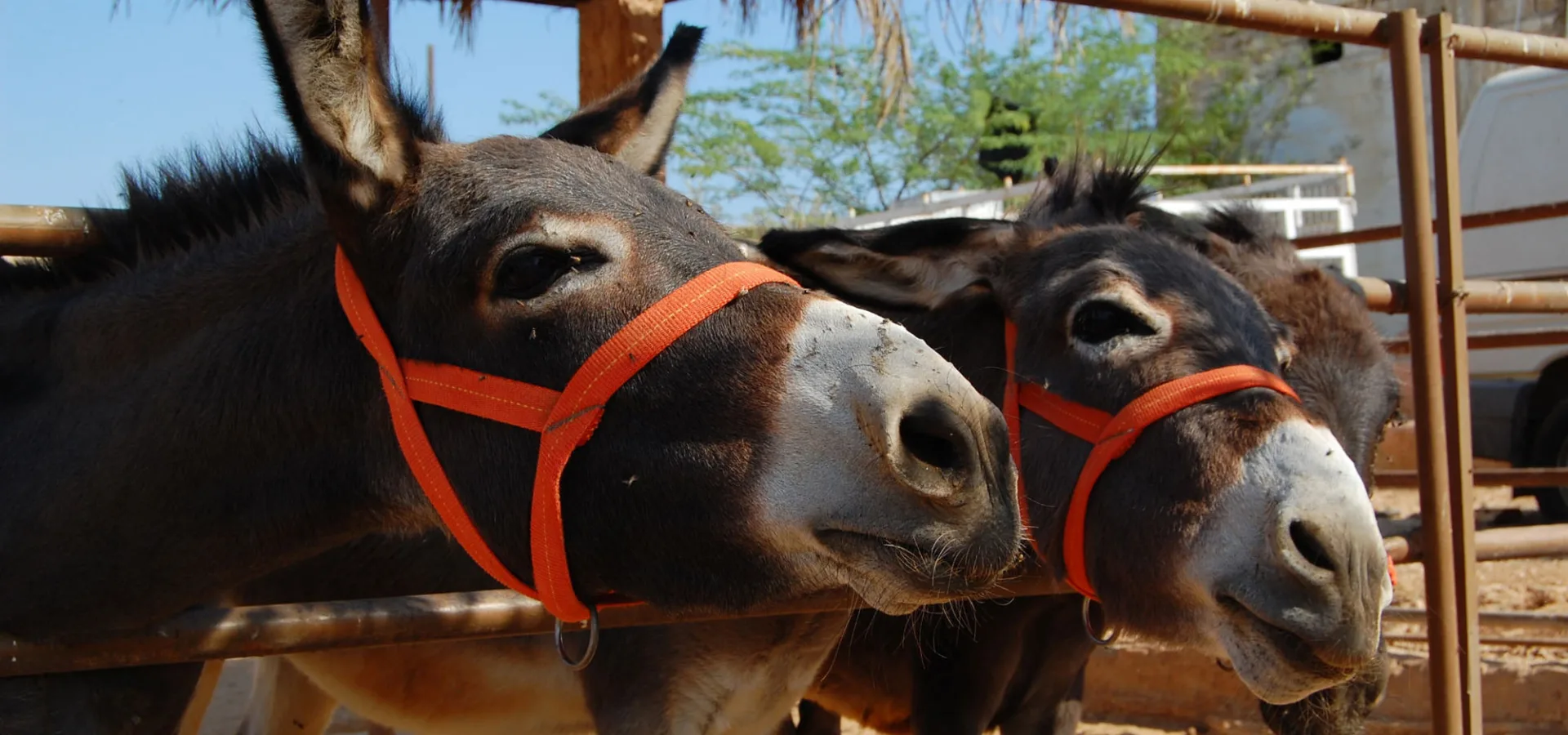 Jordan donkeys behind the fence