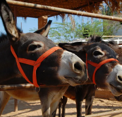 Jordan donkeys behind the fence