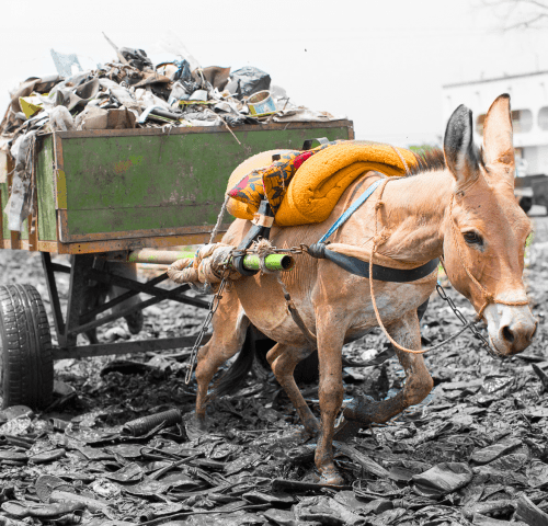 Donkey pulling cart on rubbish dumps of Bamako, Mali