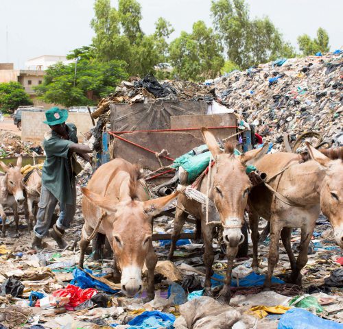Mali rubbish and donkeys