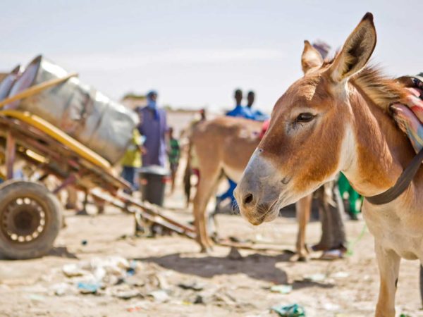 Helping Working Animals In Mauritania SPANA