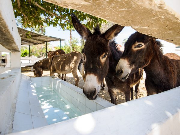 Morocco donkeys drinking water