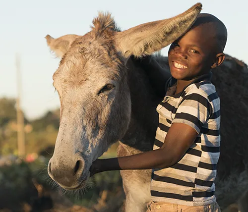 Young boy standing holding a donkey