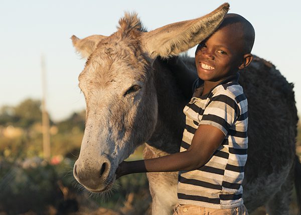 Young boy standing holding a donkey