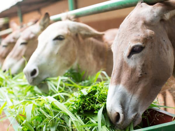 Four donkeys poking their faces through a bar fence eating lots of green leaves
