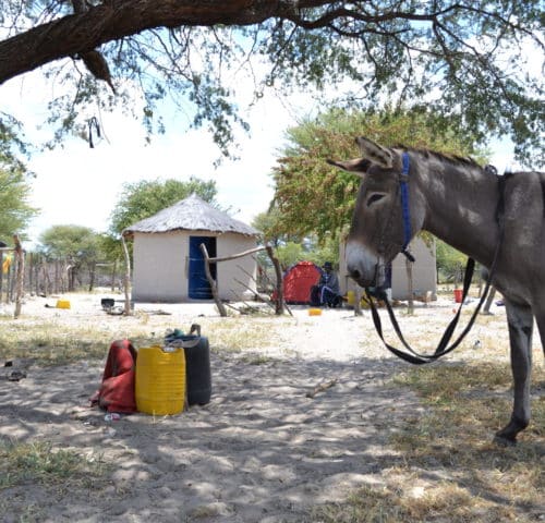 Donkey standing outside with a colourful blanket on its back and a small hut in the background