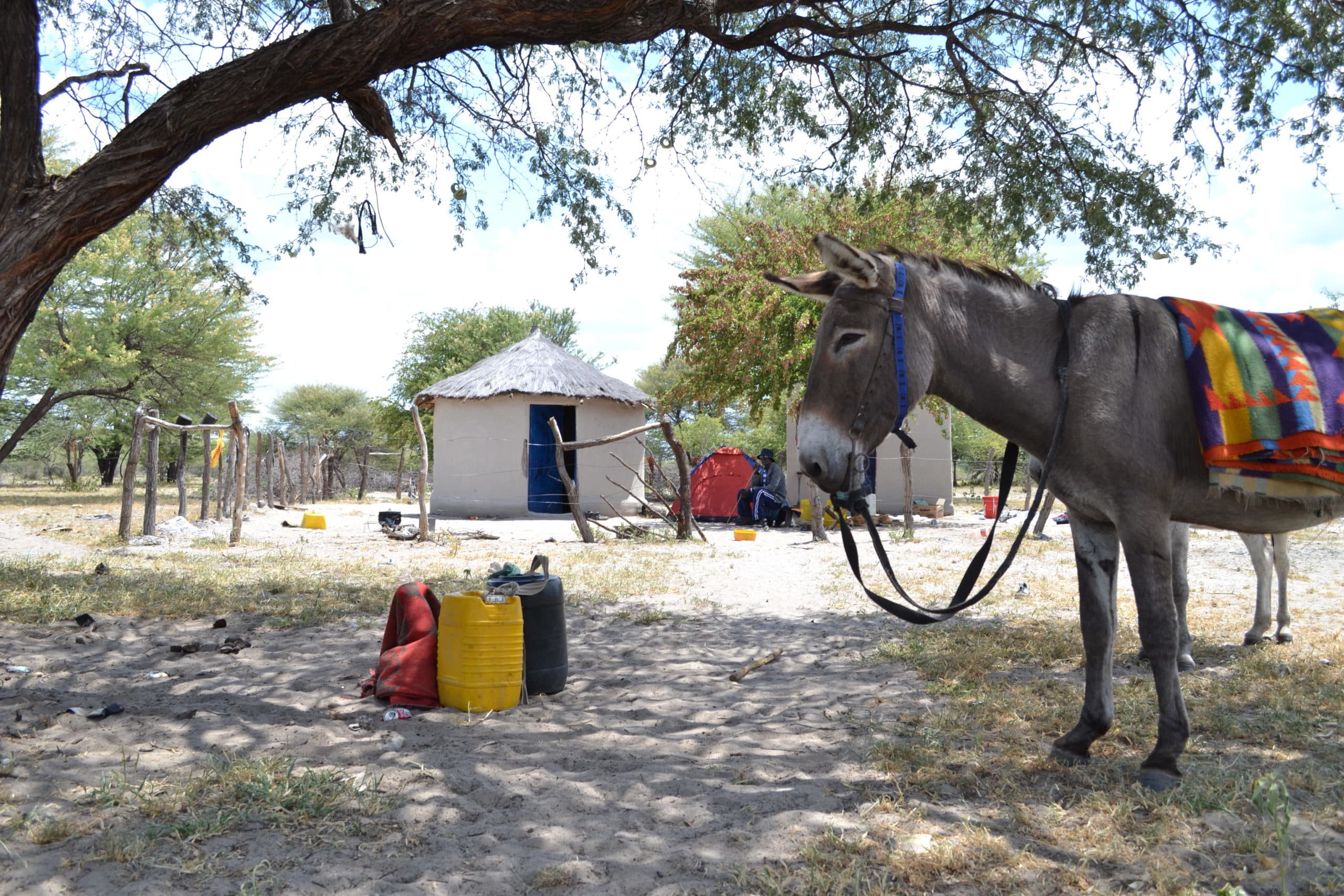 Helping Working Animals In Botswana | SPANA
