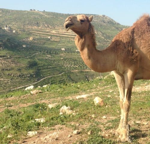 Camel standing on a grassy hill with green hills in the background