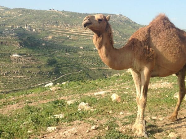 Camel standing on a grassy hill with green hills in the background