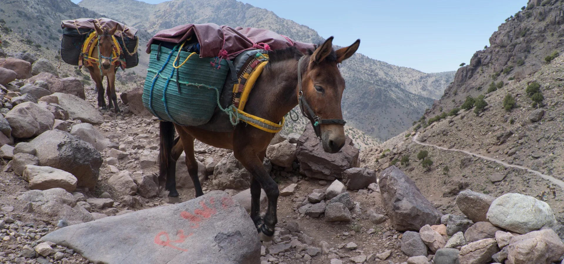 Two donkeys carrying large bags up a rocky mountain.