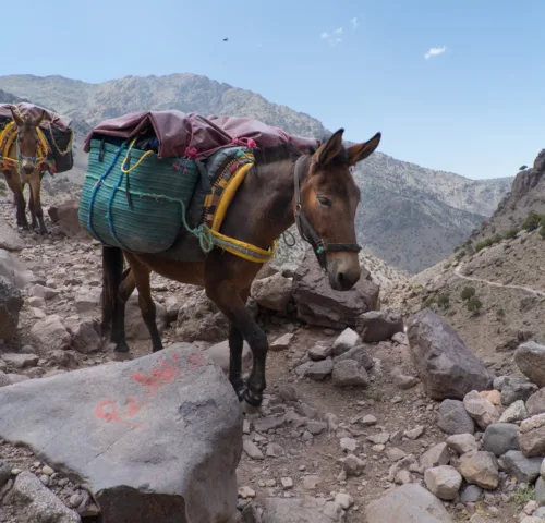 Two donkeys carrying large bags up a rocky mountain.