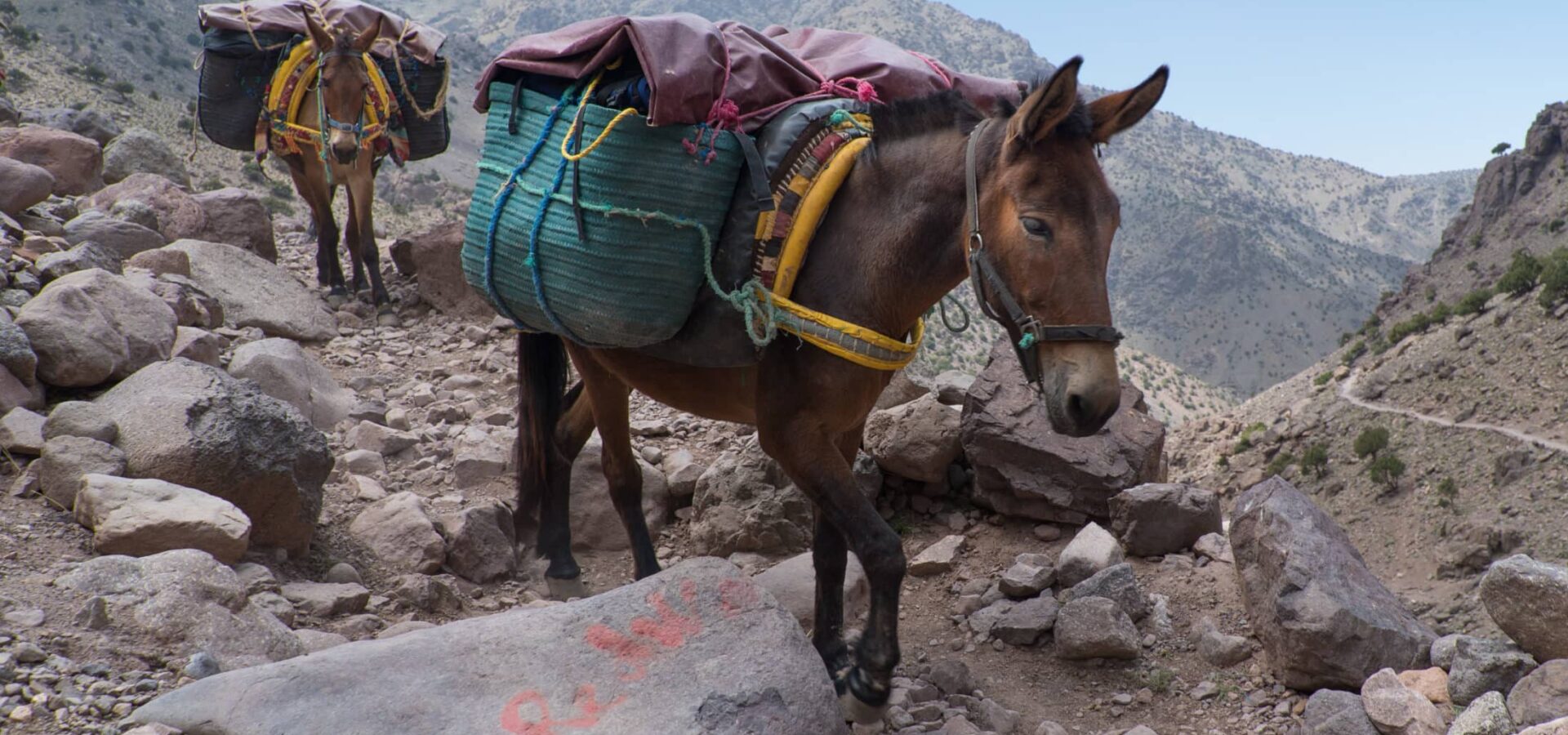 Two donkeys carrying large bags up a rocky mountain.