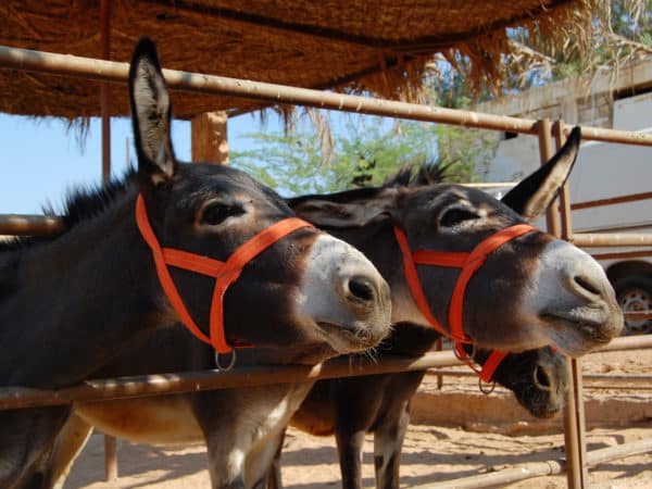 Face of two donkeys in a stall wearing bright orange bridles