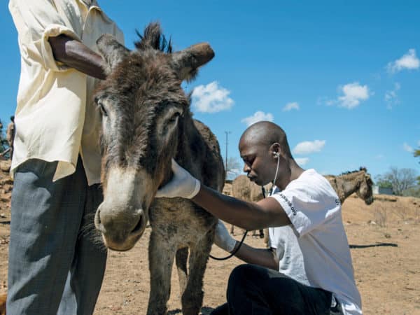 SPANA vet examining a grey donkey with another man holding the donkey's back