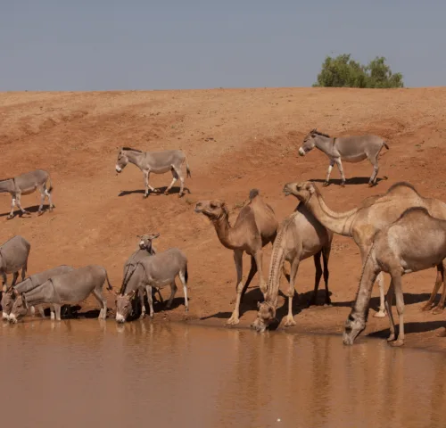 A collection of camels and donkeys drink from a natural water source