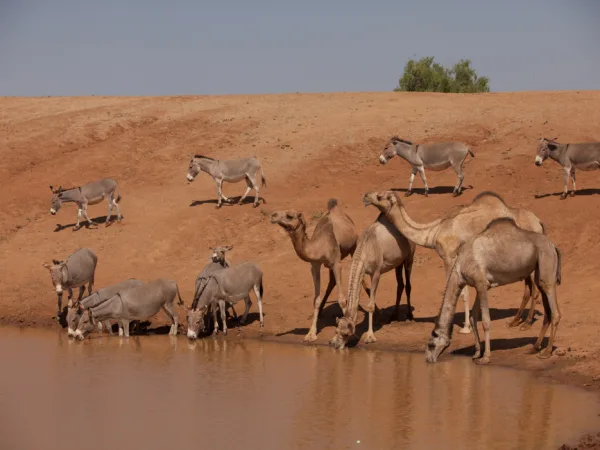 A collection of camels and donkeys drink from a natural water source