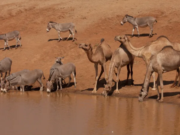 A collection of camels and donkeys drink from a natural water source