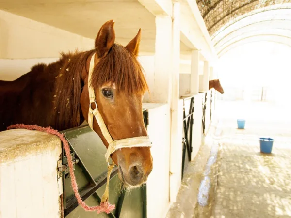 Horses face poking out from a white stables with another horses face far in the background