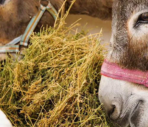 Two brown donkeys eating hay in a stable