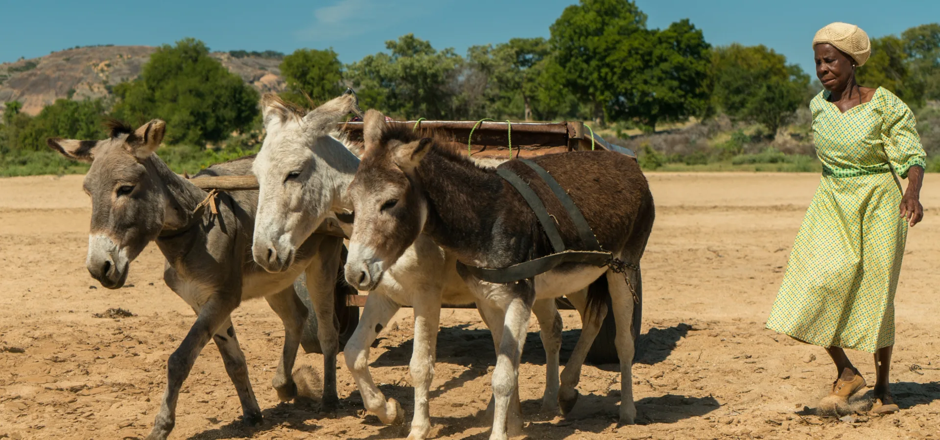 Three donkey's pulling a cart along sand with a woman wearing a green dress watching them