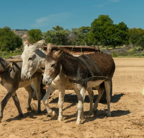 Three donkey's pulling a cart along sand with a woman wearing a green dress watching them