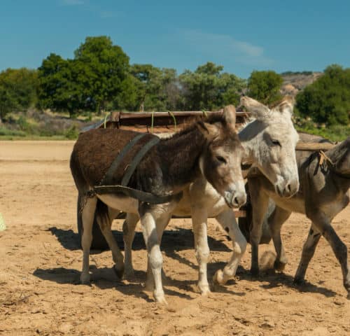 Three donkey's pulling a cart along sand with a woman wearing a green dress watching them