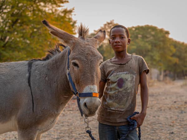 Boy standing outside with a grey donkey