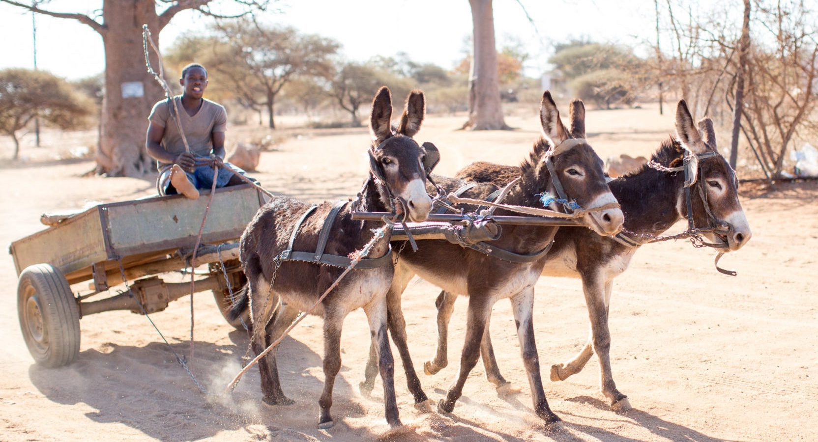 three donkeys pulling a cart