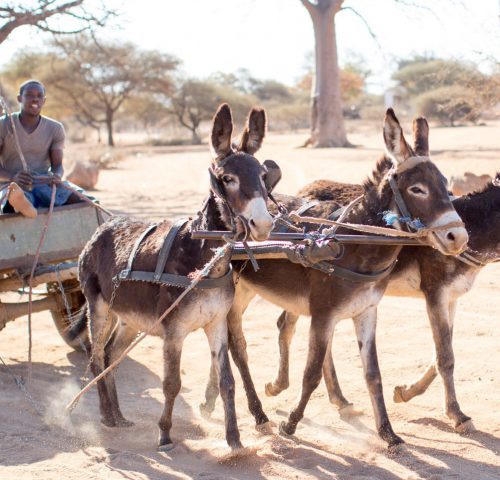 three donkeys pulling a cart