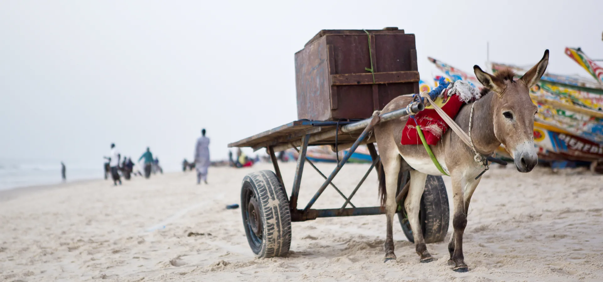 Working donkey pulling a cart with a large box on top across the sand
