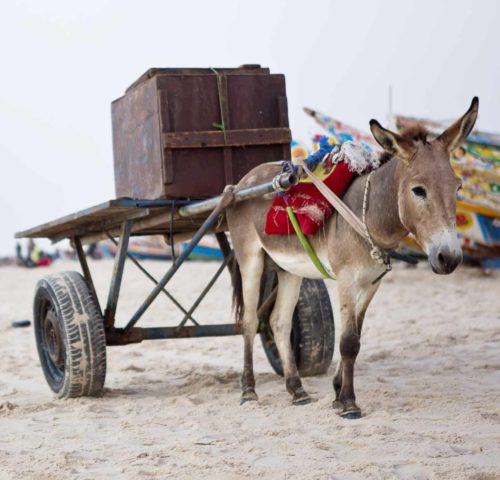 Working animal carrying cart