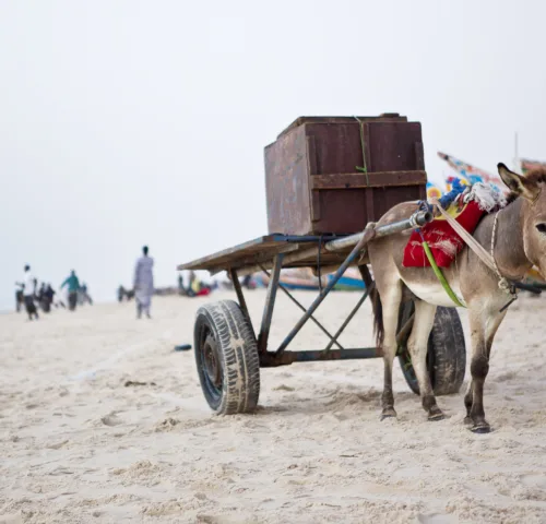 Working donkey pulling a cart with a large box on top across the sand