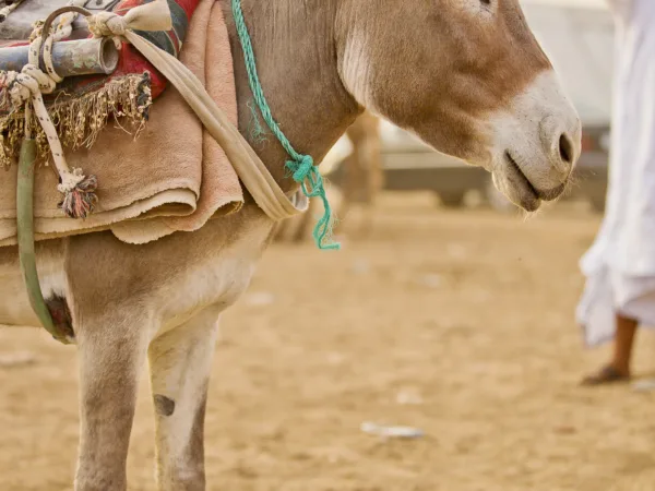 Face of a working donkey