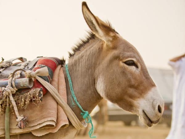 Face of a working donkey
