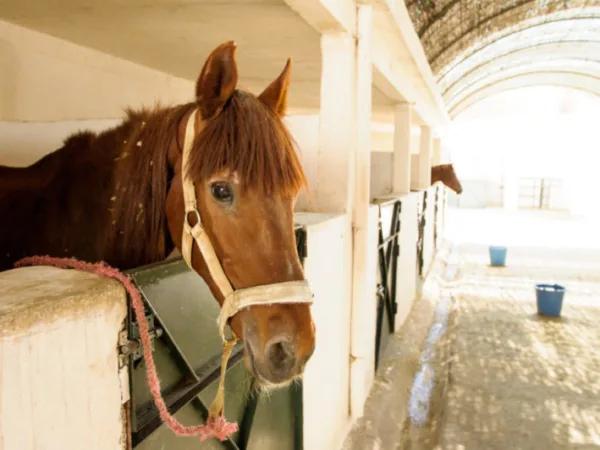 Brown horse looking over a white stable wall