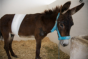 Young brown donkey in stable with a bandage