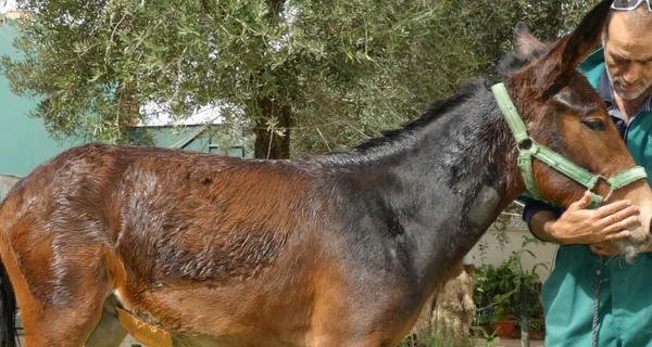 Salha the mule after treatment
