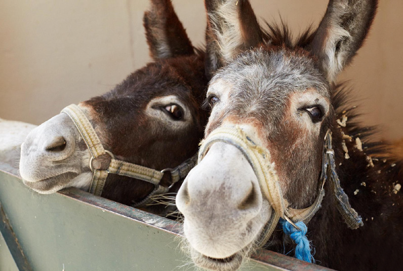 Sponsor A Donkey Horse Or Camel Stable Spana