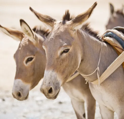 Two Mauritanian donkeys