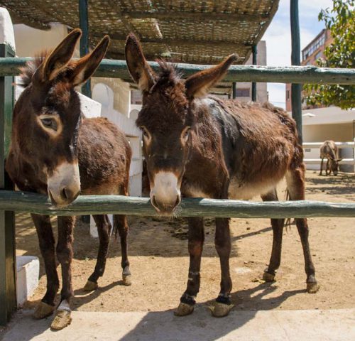 Two brown donkeys in paddock