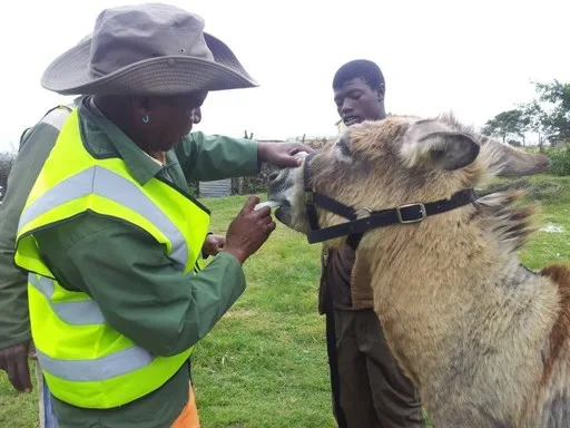 Vet examining donkey