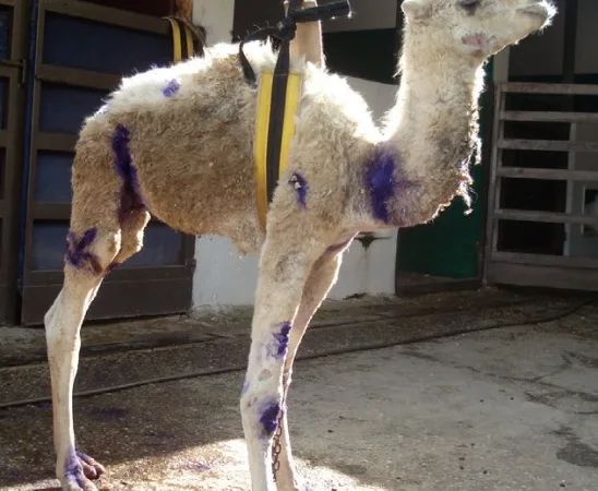 Wadh during treatment