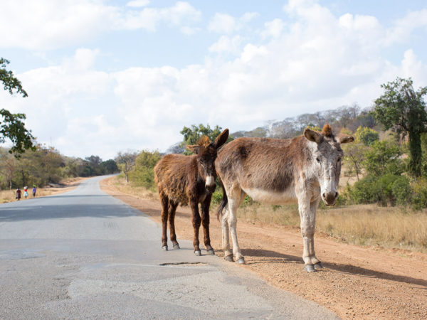 Helping Working Animals In Zimbabwe | SPANA