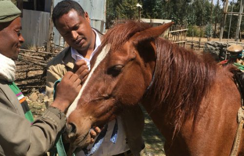 Aman the horse being treated by a vet