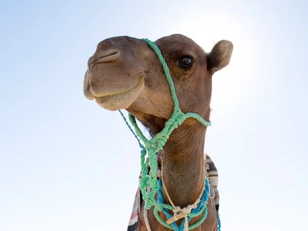 Portrait of a camel with a very wide angle