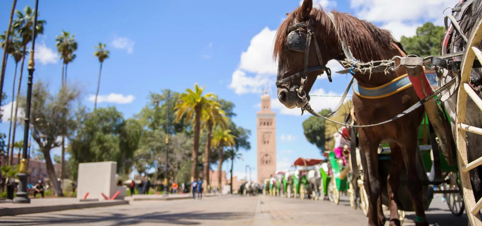 Carriage horses waiting in a line