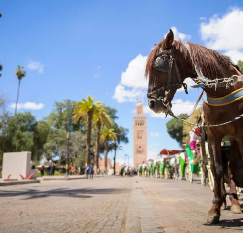 Carriage horses waiting in a line