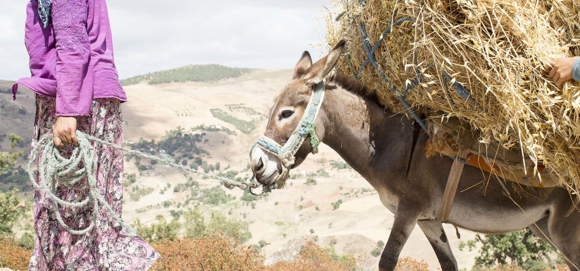 Donkey carrying hay